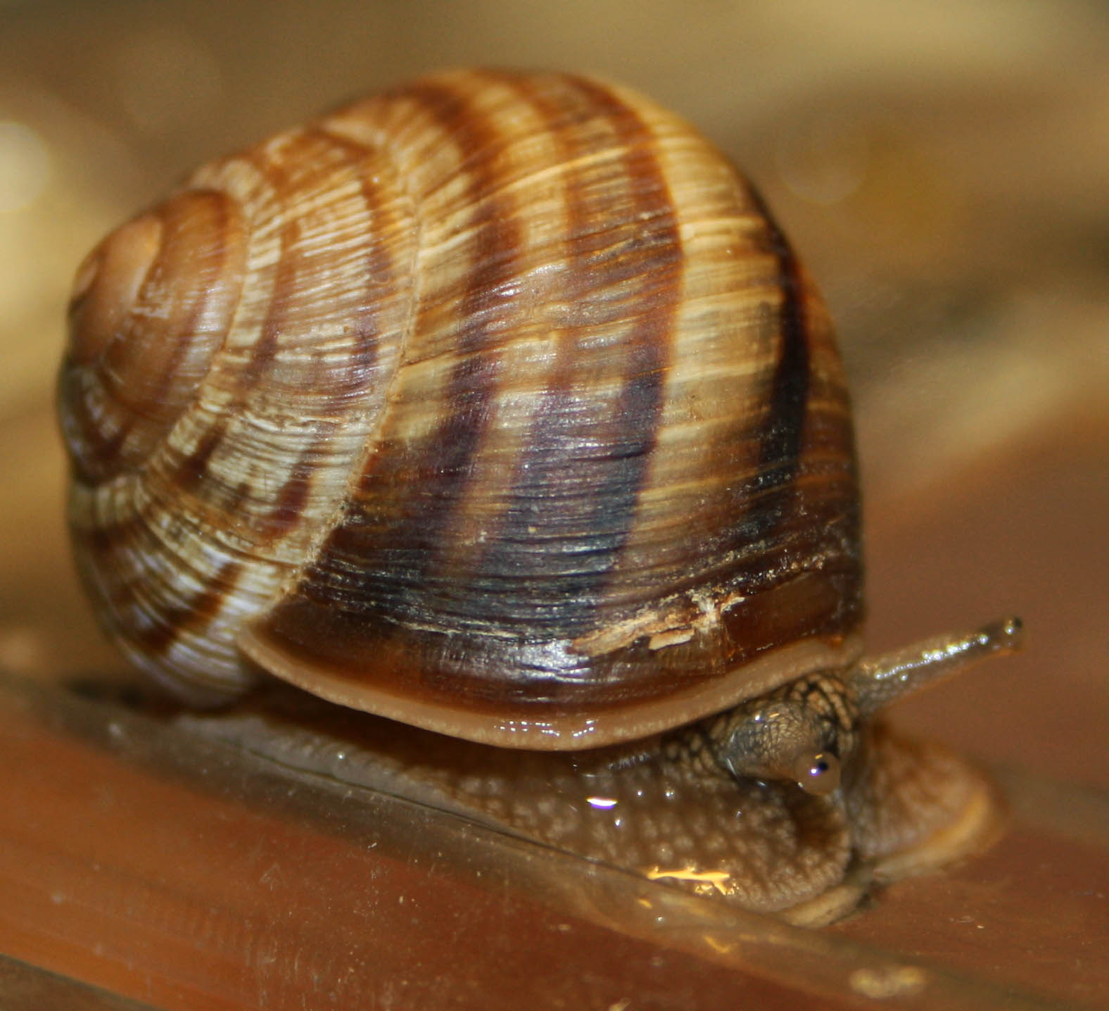 Helicidae da Natsargora (Georgia)